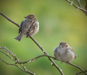 253 - SPARROW CHICKS - THORNDIKE JOHN - united kingdom <div